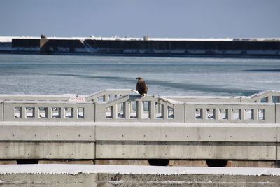 Bird on beach against clear sky