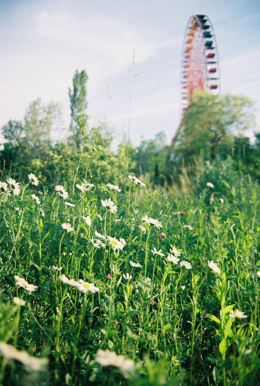 flower, growth, plant, freshness, field, fragility, sky, nature, beauty in nature, blooming, stem, focus on foreground, green color, wildflower, in bloom, grass, day, selective focus, growing, close-up