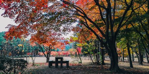 Trees in park during autumn