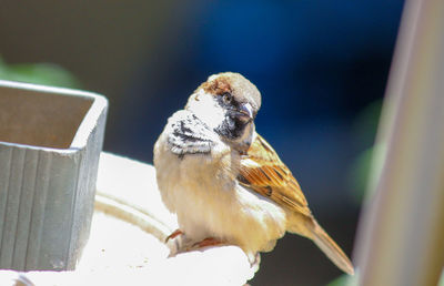 Close-up of bird perching on wood