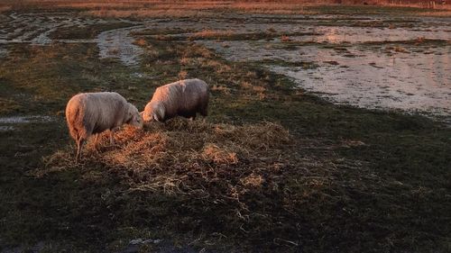 Sheep on field