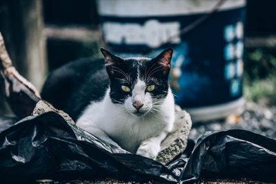 Portrait of cat relaxing outdoors