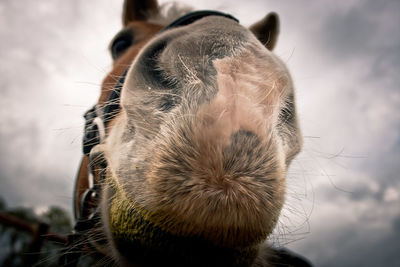 Close-up of horse against sky