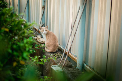 High angle view of cat by fence