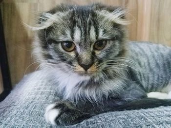 Close-up portrait of a cat