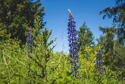 Close-up of purple flowering plants on field against blue sky