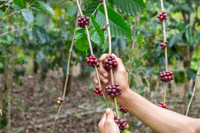 Midsection of man holding fruits