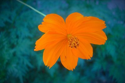 Close-up of yellow flower