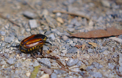 Beetle crawling on rough ground