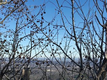 Low angle view of trees against clear sky