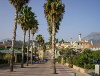 Trees in city against clear sky