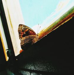 Close-up of butterfly on leaf