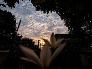 Low angle view of silhouette trees against sky