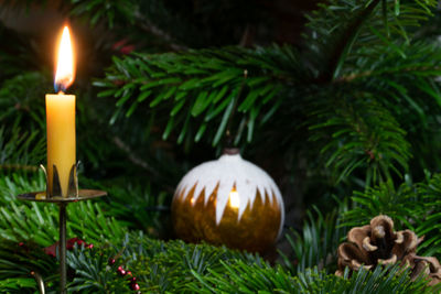 Close-up of illuminated christmas decoration on tree