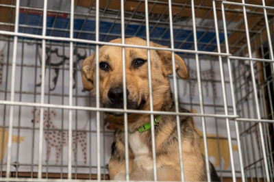 pet