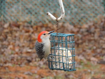 Close-up of bird perching on feeder