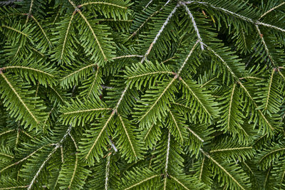 Texture of coniferous branches as plant background. top view