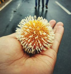 Close-up of person holding leaf