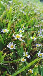 Close-up of flowers blooming on field