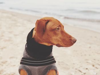 Close-up of dog looking away at beach