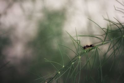 Close-up of insect on grass