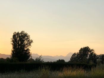 Trees on field against sky during sunset