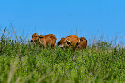Cows on field against clear sky