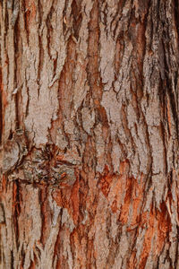 Full frame shot of tree trunk