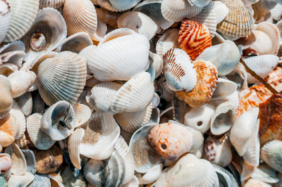 Full frame shot of shells