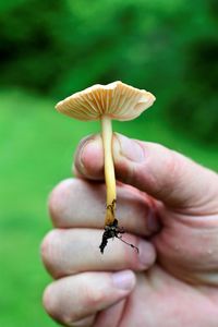 Close-up of hand holding insect