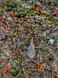 High angle view of bird on field