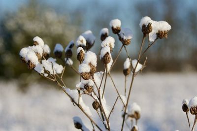 Close-up of white flowering plant on field