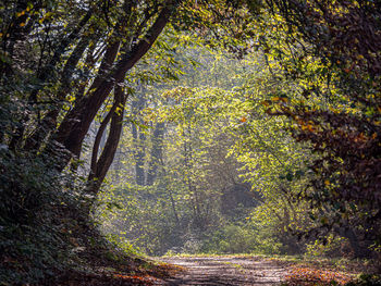 Trees in forest