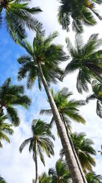 Low angle view of palm trees against sky