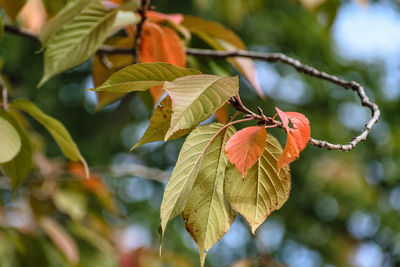 Close-up of orange fruit growing on tree