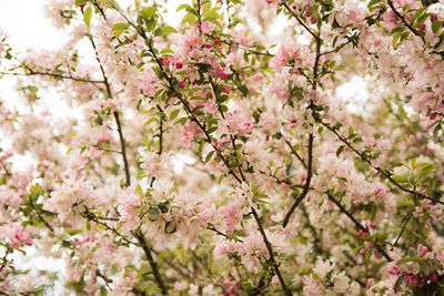 Low angle view of cherry blossoms in spring