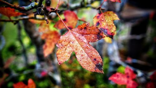 Close-up of leaves on twig