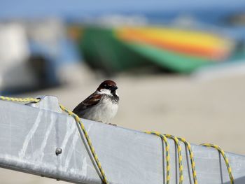 Close-up of bird perching on railing