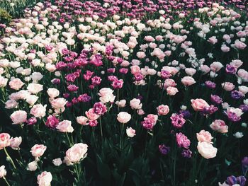 Full frame shot of pink flowers