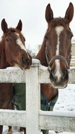 Close-up portrait of horses against sky