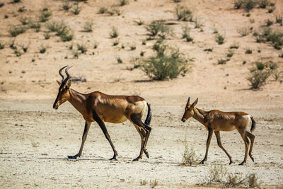 Side view of deer standing on field