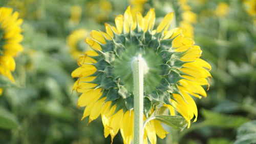 Close-up of yellow flowering plant