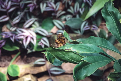 plant part