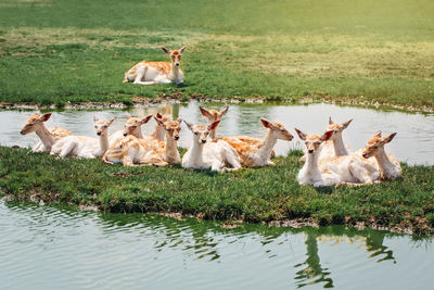  young fallow deer resting on island in pond water on summer. herd animals dama dama swim 