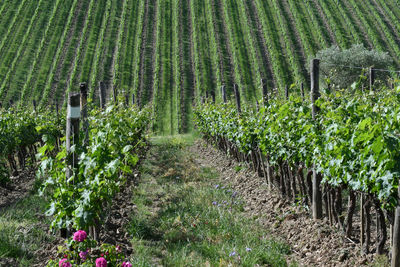 View of vineyard against clear sky