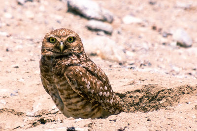 Portrait of owl on land