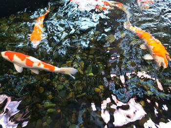 High angle view of koi carps swimming in lake