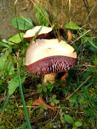 Close-up of mushroom growing in grass