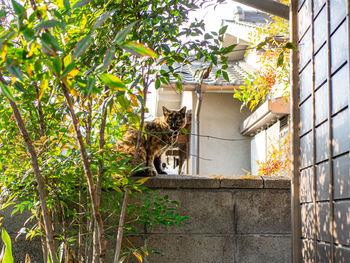 Cat standing by building
