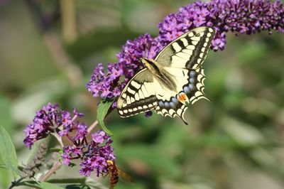 Close-up of butterfly pollinating on purple flower